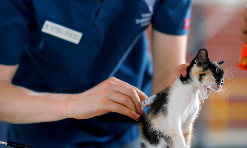 Planning Your Careers: Have You Considered Working With Animals?